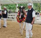 Prezentacja Championów na VII Ogólnopolskiej Wystawie Bydła Hodowlanego w Sielinku 2012 - 2