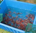 XX Targi Rolnicze Lubniewice 