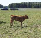 Wypas bydła zdjęcie nr 11