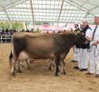 VII Ogólnopolska Wystawa Bydła Hodowlanego - 121