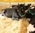 Foto reportaż z Targów Rolno-Ogrodnicze AGROMARSZ Marszew 2011