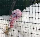 Pierwsze dni indyka w Koźminku