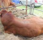 XX Targi Rolnicze Lubniewice