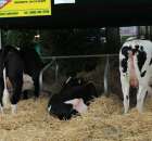 XX Targi Rolnicze Lubniewice 