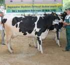 Bydło - Szepietowo 2012 XIX Regionalna Wystawa Zwierząt Hodowlanych - 89