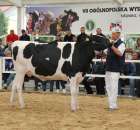 VII Ogólnopolska Wystawa Bydła Hodowlanego - 38