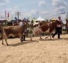 Nagordy dla superchampionów i championów  - 9