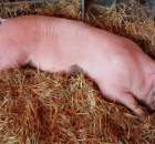 XX Targi Rolnicze Lubniewice