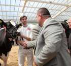 VII Ogólnopolska Wystawa Bydła Hodowlanego - 54