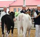 VII Ogólnopolska Wystawa Bydła Hodowlanego - 9