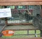 Królik Belgijski Olbrzym Szary