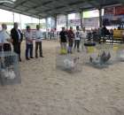 Drób - Szepietowo 2012 XIX Regionalna Wystawa Zwierząt Hodowlanych - 9