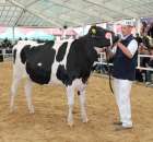 VII Ogólnopolska Wystawa Bydła Hodowlanego - 48