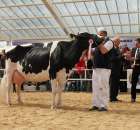 VII Ogólnopolska Wystawa Bydła Hodowlanego - 141