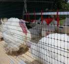 Pierwsze dni indyka w Koźminku