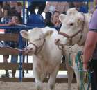 Bydło - Szepietowo 2012 XIX Regionalna Wystawa Zwierząt Hodowlanych - 65