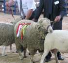 Owce - Szepietowo 2012 XIX Regionalna Wystawa Zwierząt Hodowlanych - 39