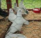 Gołębie Mewka Chińska