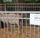 Owce ras górska, wrzosówka, czarnogłówka