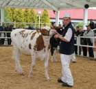 VII Ogólnopolska Wystawa Bydła Hodowlanego - 4