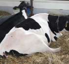 VII Ogólnopolska Wystawa Bydła Hodowlanego - 160