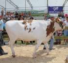 Nagordy dla superchampionów i championów  - 18