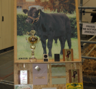 Foto reportaż z Międzynarodowych Targów Hodowli Zwierząt FARMA