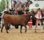 Prezentacja Championów na VII Ogólnopolskiej Wystawie Bydła Hodowlanego w Sielinku 2012 - 21