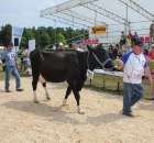 Nagordy dla superchampionów i championów  - 53