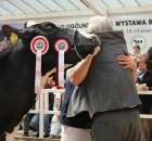 VII Ogólnopolska Wystawa Bydła Hodowlanego - 9