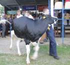 Bydło - Szepietowo 2012 XIX Regionalna Wystawa Zwierząt Hodowlanych - 83