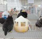 Drób - Szepietowo 2012 XIX Regionalna Wystawa Zwierząt Hodowlanych - 38