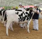 VII Ogólnopolska Wystawa Bydła Hodowlanego - 8