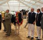 VII Ogólnopolska Wystawa Bydła Hodowlanego - 16