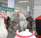 Drób - Szepietowo 2012 XIX Regionalna Wystawa Zwierząt Hodowlanych - 25