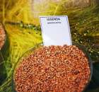 Polagra Premiery 2012 - 45