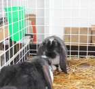 Drób - Szepietowo 2012 XIX Regionalna Wystawa Zwierząt Hodowlanych - 45