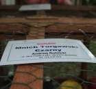 Gołębie Mnich Turgawski Czarny