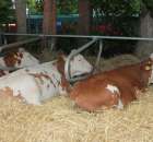 Wystawa Bydła Mlecznego