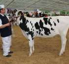 VII Ogólnopolska Wystawa Bydła Hodowlanego - 2