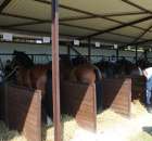 Konie - Szepietowo 2012 XIX Regionalna Wystawa Zwierząt Hodowlanych - 5