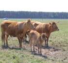 Wypas bydła zdjęcie nr 6