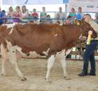 Bydło - Szepietowo 2012 XIX Regionalna Wystawa Zwierząt Hodowlanych - 132