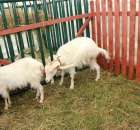 IZOO Balice dzień drugi  - 27