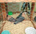 Gołębie Gile Złociste