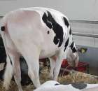 VII Ogólnopolska Wystawa Bydła Hodowlanego - 152