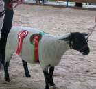 Owce - Szepietowo 2012 XIX Regionalna Wystawa Zwierząt Hodowlanych - 37