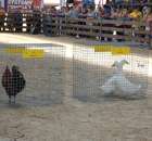 Nagrody - Szepietowo 2012 XIX Regionalna Wystawa Zwierząt Hodowlanych - 50