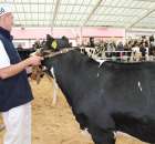 VII Ogólnopolska Wystawa Bydła Hodowlanego - 20