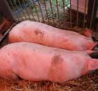 XX Targi Rolnicze Lubniewice